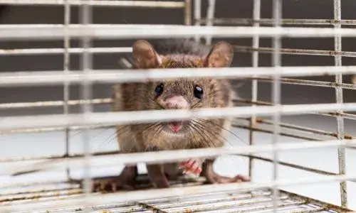 Rodent Removal